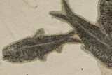 Shale With Five, Large Fossil Fish (Knightia) - Wyoming #163447-3
